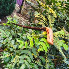 blackthorn walking stick