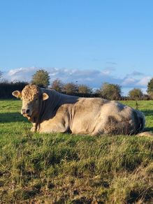 Bull lmx