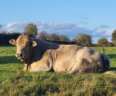 Bull lmx