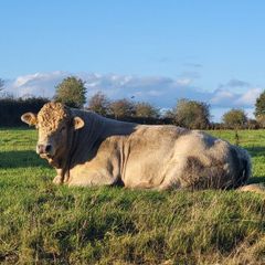 Bull lmx