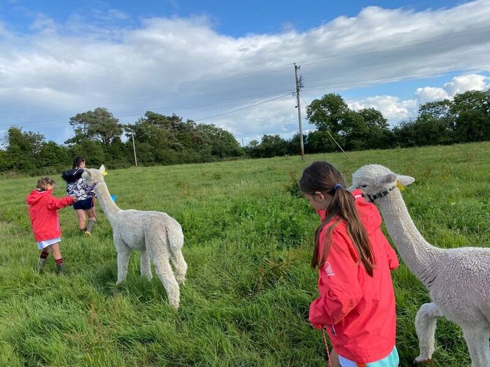 Alpaca