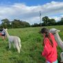 Alpaca Image 4