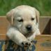 Cosmy