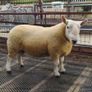 Pure Bred Cheviot Ram Shearling Image 2