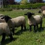 Pedigree Suffolk rams Image 4