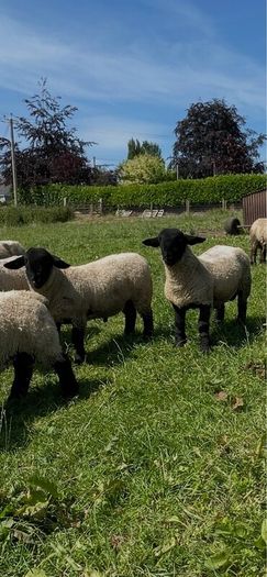 Pedigree Suffolk rams