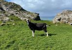 Male goat