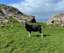 Male goat