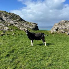 Male goat