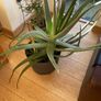 Aloe Vera plant Image 4