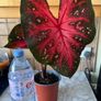 plant red caladium Image 6
