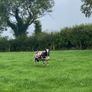 Dutch spotted hogget rams Image 4