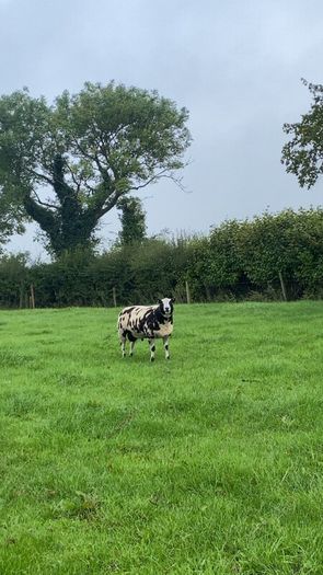 Dutch spotted hogget rams