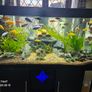 Aquarium with fish and full equipment Image 5