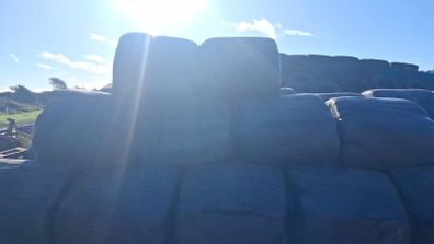 Silage bales