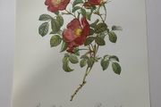 unframed Ariel press poster 1989 of roses