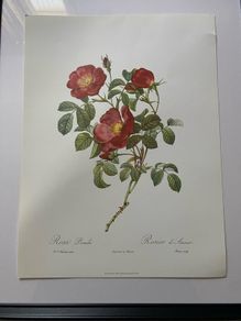 unframed Ariel press poster 1989 of roses