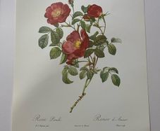 unframed Ariel press poster 1989 of roses