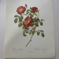 unframed Ariel press poster 1989 of roses