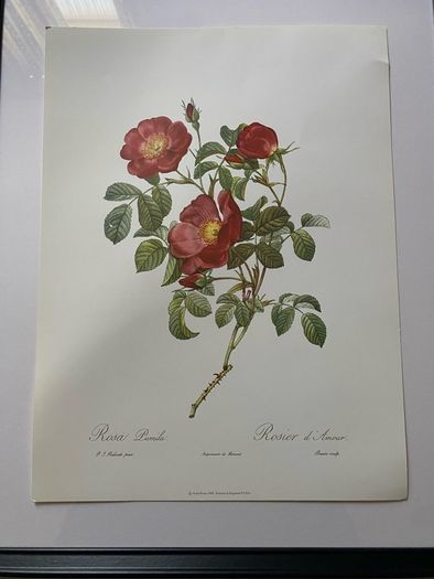 unframed Ariel press poster 1989 of roses