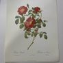 Ariel press poster 1989 of roses Image 3