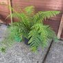 tree fern - dicksonia antarctica Image 4