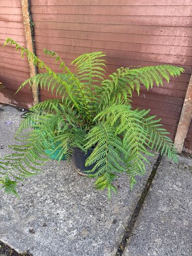 tree fern - dicksonia antarctica