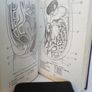 The Rhythm of Sterility and Fertility in Women by Leo J. Latz (HQ819) Image 5