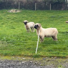 Sheep