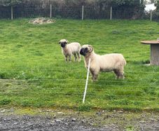 Sheep