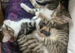 Kittens