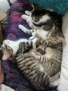Kittens