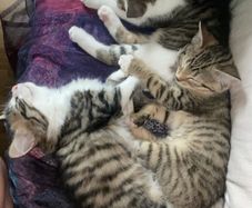 Kittens