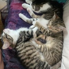 Kittens
