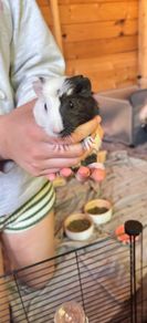 guinea pigs