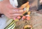 guinea pigs