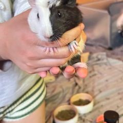 guinea pigs
