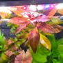 Aquarium plants Image 2