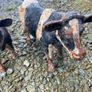 Pair Cast Iron Cow Figurines Rustic Big Size Farm Animal Image 2