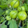 (T) Tomato Ananas seeds 0.1g (111107) Image 2