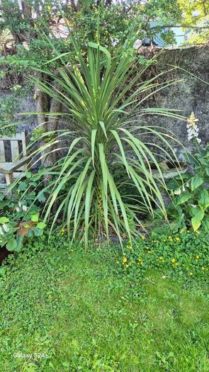 Plant