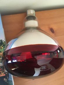 Kerbl Infrared light bulb 150 W