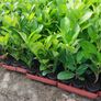Laurel Hedging Image 2