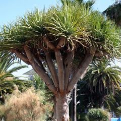 indoor plant