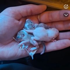 baby gerbils