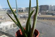 Aloe vera plant