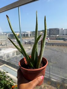 Aloe vera plant