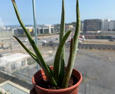 Aloe vera plant