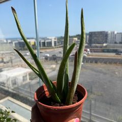 Aloe vera plant