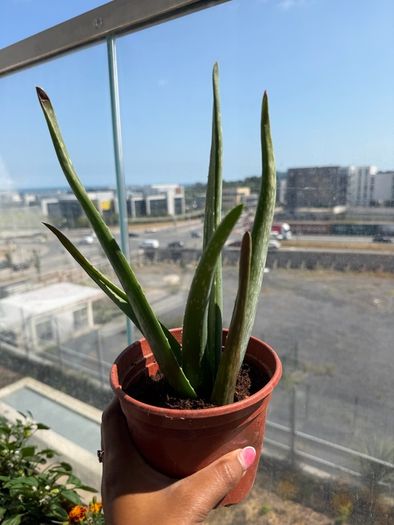 Aloe vera plant